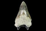 Bargain, Megalodon Tooth (Restored Root) - Indonesia #149883-1